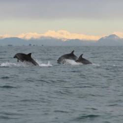 Delfini v Jadranskem morju (MORIGENOS)