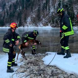 Reševanje prestrašenega jelena (GASILCI)