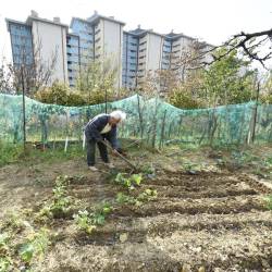 Zelenjavni vrt v Naselju sv. Sergija (FOTODAMJ@N)