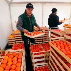 Strunjan je v Sloveniji znan po kakijih (ZDRAVKO PRIMOŽIČ/FPA/PRIMORSKE NOVICE)