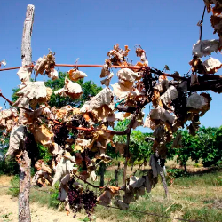 Vročina in ožigi močno sušijo jagode in manjšajo končno maso pridelka v vinogradih (ZDRAVKO PRIMOŽIČ/FPA/PRIMORSKE NOVICE)