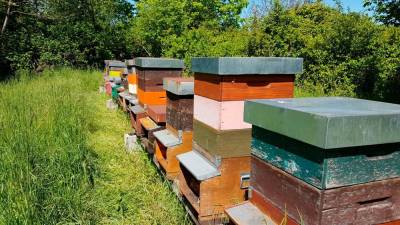 Čebelarstvo v FJK je v porastu, število panjev se je v petih letih skoraj podvojilo (D.R.)