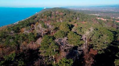 Gozd Boved, ker gre za zaščiteno območje Natura 2000, odstopanja od norm niso dopustna (ARHIV)