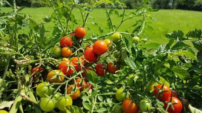 V vrtovih in sadovnjakih se letos veselijo bogate letine (D.R.)