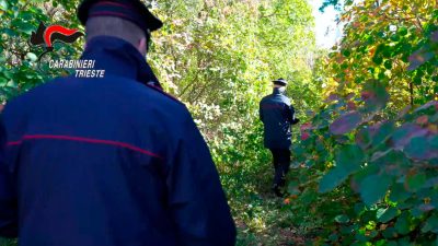 Karabinjerji so na zahodnem Krasu odkrili nasad konoplje (KARABINJERJI)