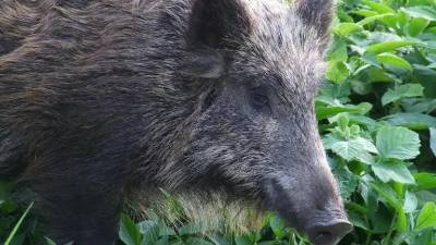 Povoženi divji prašič je povzrročil škodo na kar štirih vozilih