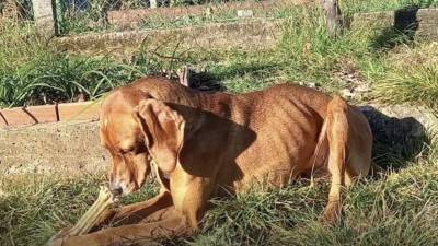 Psička Nina kmalu po zasegu ob koncu leta 2024 (LA CUCCIA)