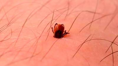 Klopi prenašajo infekcijske bolezni (ARHIV)