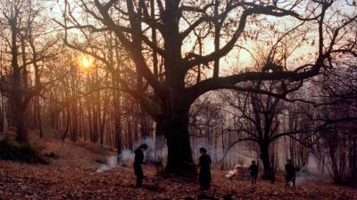 Prizor iz filma Zgodbe iz kostanjevih gozdov (ZAVOD NOSOROGI)