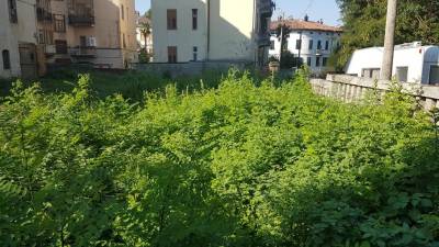 Invazivke – takorekoč – v mestnem središču Gorice (D.R.)