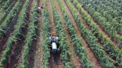 V nekaterih vinogradih že brnijo traktorji