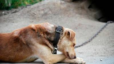 Psi so družabne živali, ki potrebujejo gibanje, stik z ljudmi in okoljem ter primerno zavetje (LEGAMBIENTE)