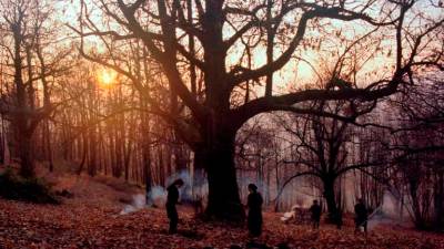 Prizor iz filma Zgodbe iz kostanjevih gozdov (ZAVOD NOSOROGI)