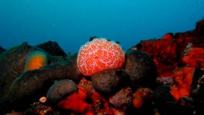 Morsko dno, fotografija je simbolična (ARHIV)