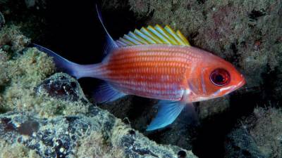 Nova tujerodna vrsta, ki so jo opazili v Tržaškem zalivu (SAUL CIRIACO)