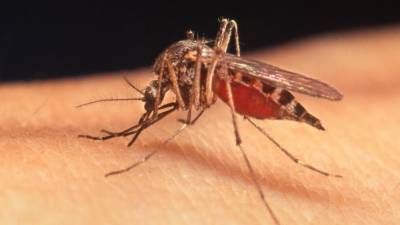 V Podgori so v avgustu že izvedli preventivni akciji zatiranja komarjev