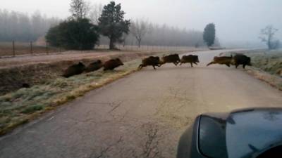 Trop devetih divjih prašičev me davišnjim prečkanjem ceste v Prevali