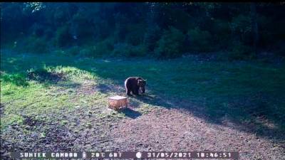 Skrita lovska kamera je medveda fotografirala včeraj v poznopopoldanskih urah