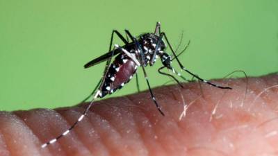 Tigrasti komar iz roda Aedes Albopictus (EUROPEAN CENTRE FOR DISEASE PREVENTION AND CONTROL)