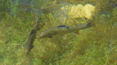 Med bolj prizadetimi ribjimi vrstami so soška postrv, sulec, bolen, čep in platnica (ARHIV)