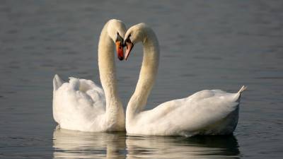 Danes je Valentinovo, dan zaljubljencev (ANSA)