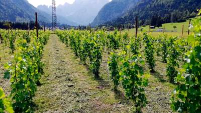 V ukovškem vinogradu najboljše uspevajo sorte solaris, fleurtai in soreli (TG/NM)