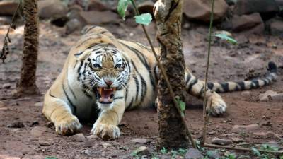 Simbolična fotografija bengalskega tigra
