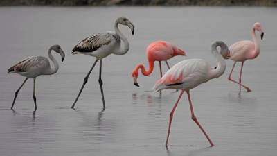 Ameriški plamenec v jati navadnih plamencev včeraj v Sečoveljskih solinah (M ZAJC/SEČOVELJSKE SOLINE)