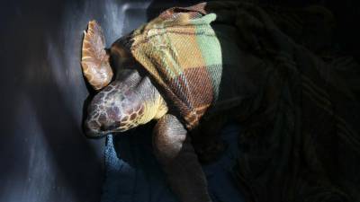 Želva spet plava (BONAVENTURA)