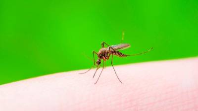 Komarji so vse bolj nadležni (ANSA)