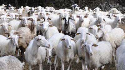 Kraške ovce (ARHIV)