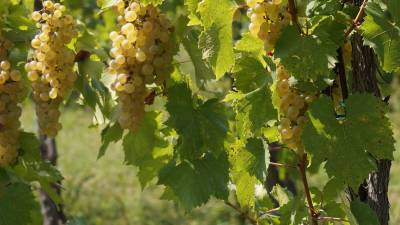 Briško grozdje (ARHIV)
