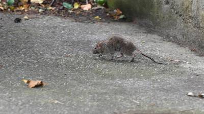 Podgana (FOTODAMJ@N)