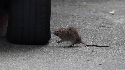 Podgana (FOTODAMJ@N)