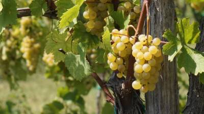 Visoke temperature in skromne padavine so zaustavile zorenje grozdja (BUMBACA)