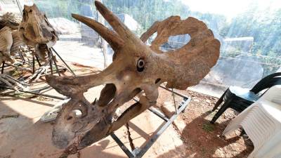 Dinozavra Antonio in Bruno bi se rada vrnila domov (FOTODAMJ@N)