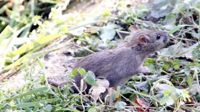 Mišjo mrzlico povzročajo hantavirusi, ki krožijo predvsem med glodavci (ARHIV)