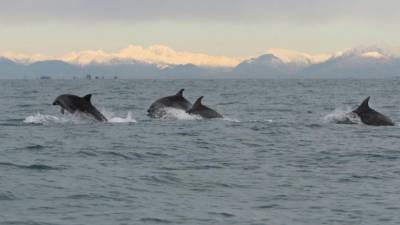 Delfini v Jadranskem morju (MORIGENOS)