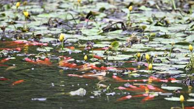 Zaradi nizke vodne gladine so ribe tvegale kruto smrt (FOTODAMJ@N)