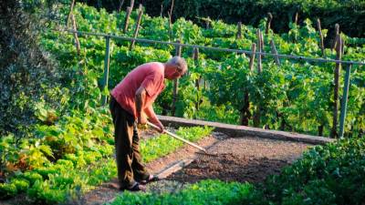 Če je njiva v lastni občini, jo lahko obiščemo (ARHIV)