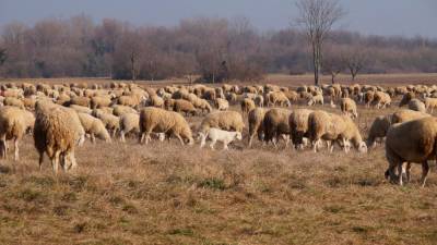 Čreda ovc v Sovodnjah