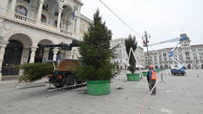 Postavitev božičnih dreves na Velikem trgu