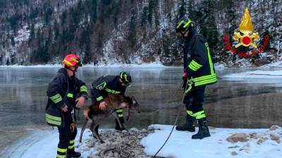 Reševanje prestrašenega jelena (GASILCI)