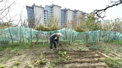 Zelenjavni vrt v Naselju sv. Sergija (FOTODAMJ@N)