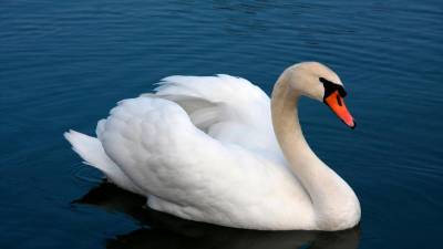 Labod grbec (WIKIPEDIA)