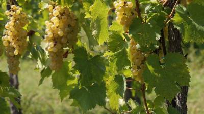 Vabljivo briško grozdje (BUMBACA)