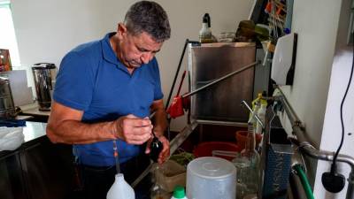 Stefano Rosati med merjenjem sladkorne stopnje in kislin v grozdju (LUCA TEDESCHI/FOTODAMJ@N)