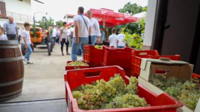 Vaška trgatev v Števerjanu (TIBALDI)