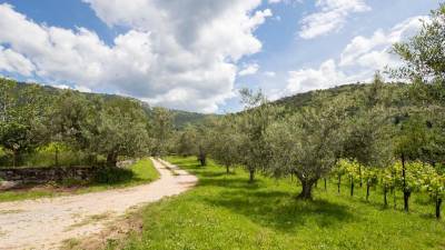 Oljčni nasad v Bregu (ARHIV)