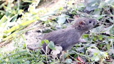 Letošnja mišja populacija je izredno številna (ALTRAN)